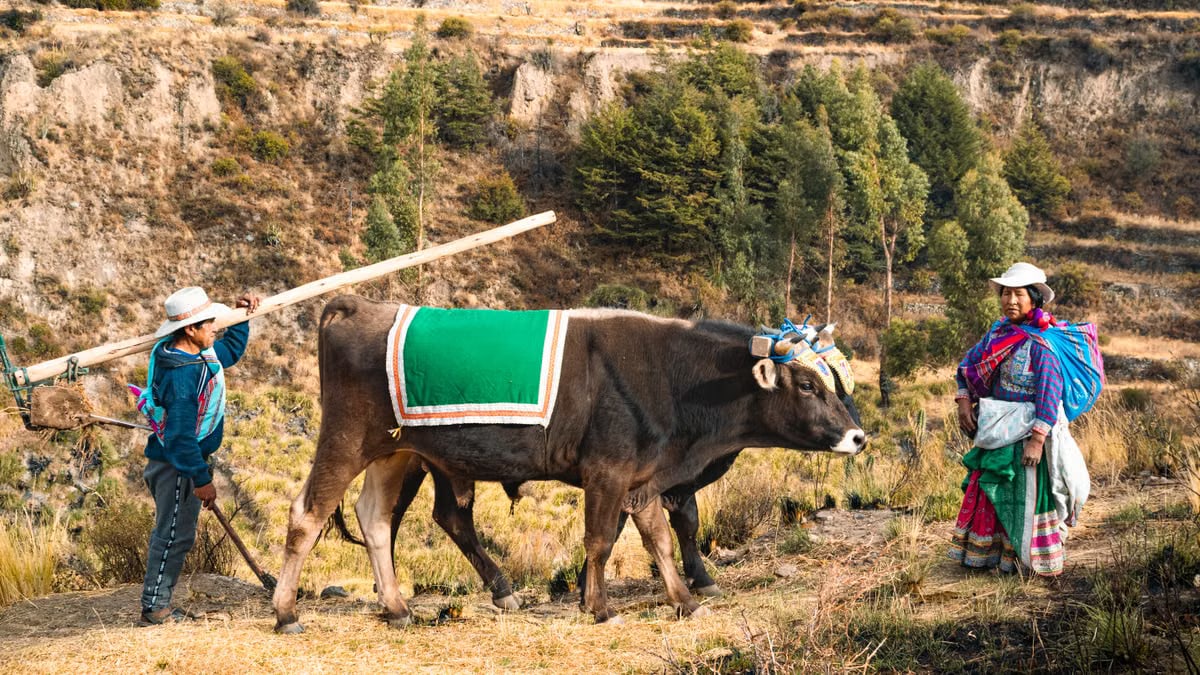 Farmers in traditional Peruvian attire plowing fields in Arequipa's rural landscape.